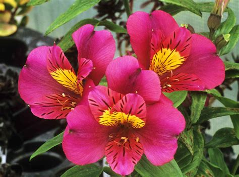 how to propagate peruvian lily